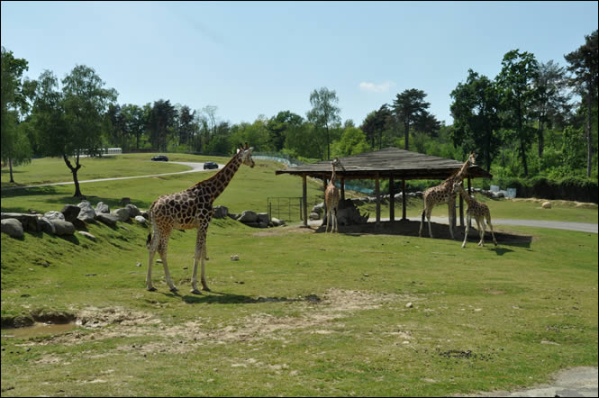 Le Safari Park de Pombia
